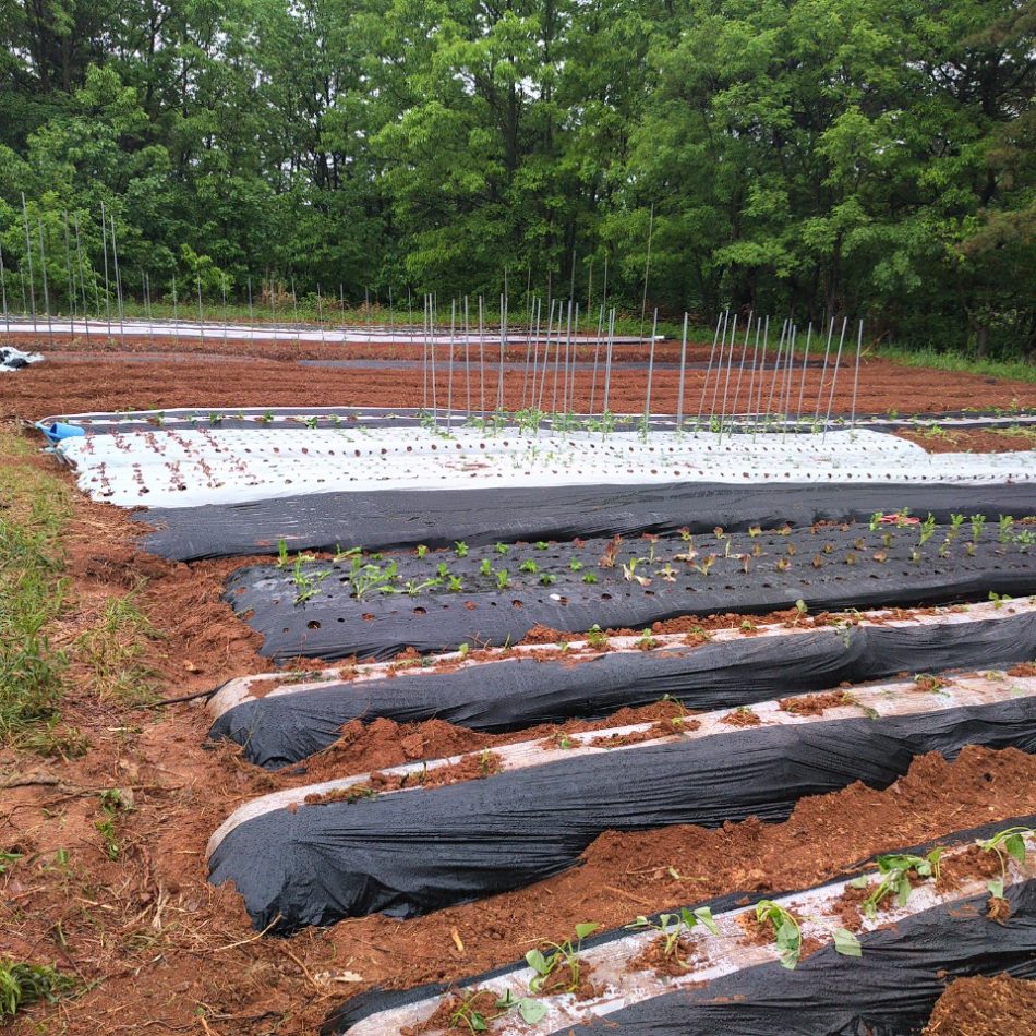 텃밭 이름표 만들기3