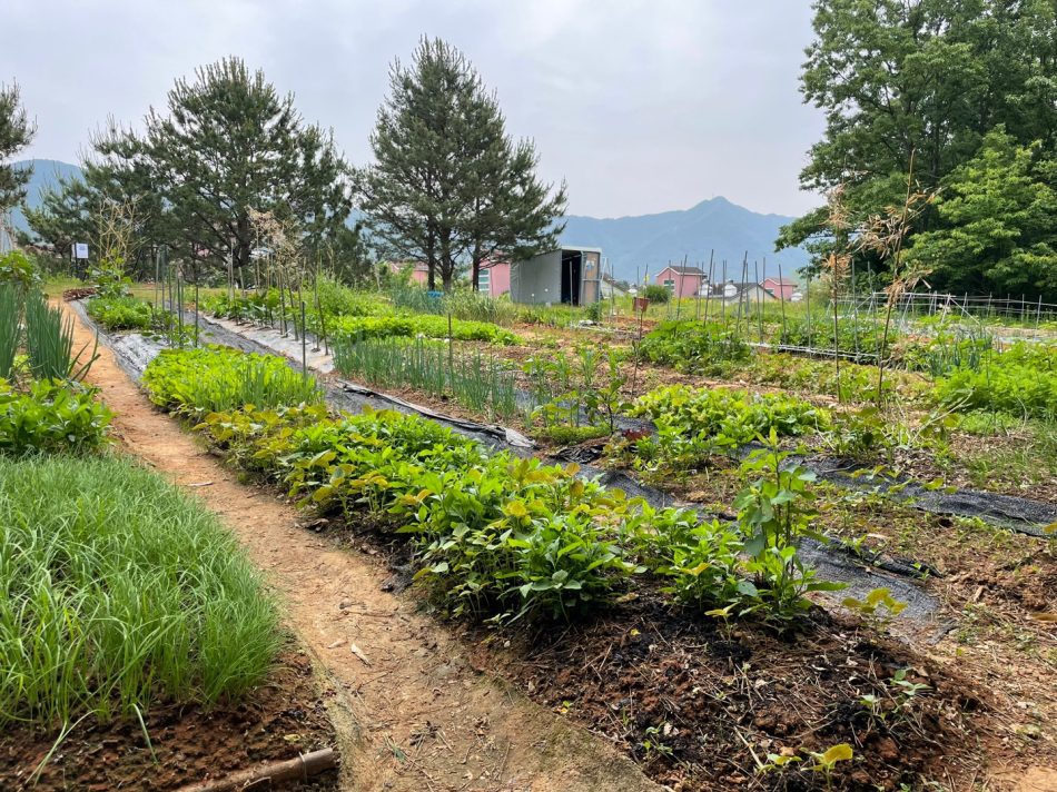 텃밭 이름표 만들기4